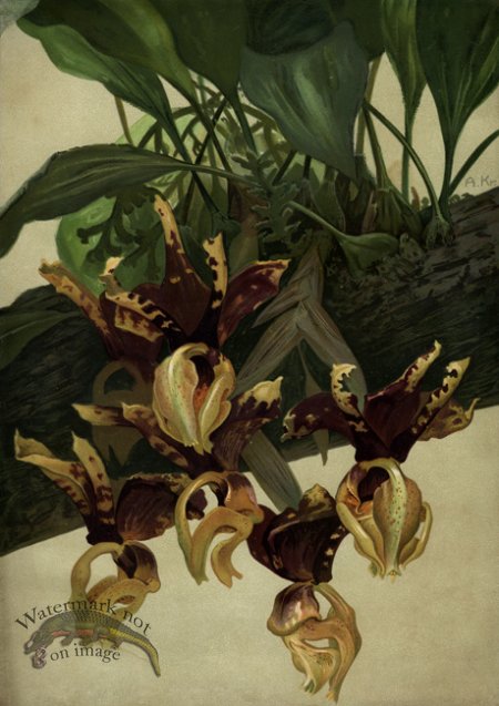 (image for) orchid 07