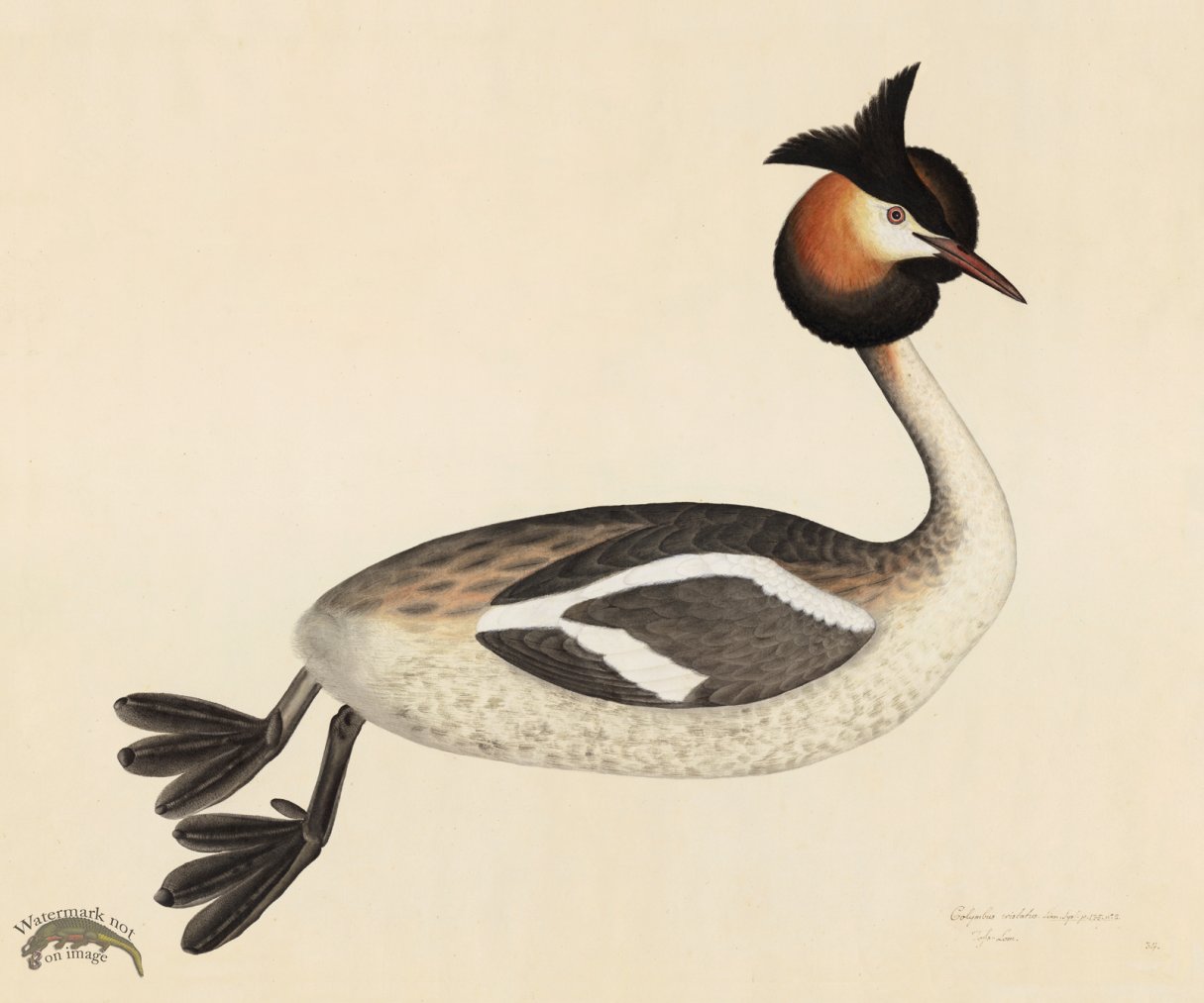 (image for) GREAT CRESTED GREBE . PL 34 - Click Image to Close