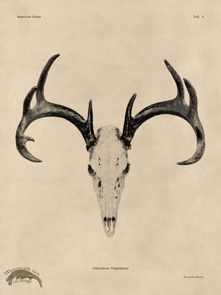 (image for) Tan Bones 04 White Tail