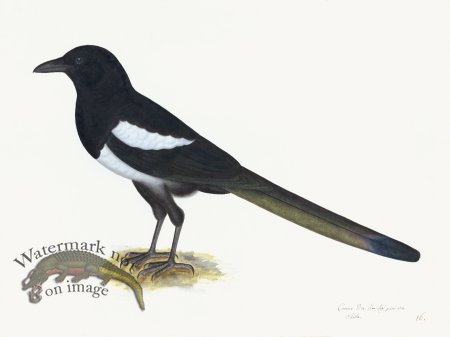 (image for) Rudbeck 016 Magpie 24x18