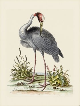 Edwards 045 Greater Indian Crane