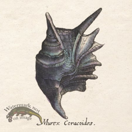 (image for) Merian Shell 4