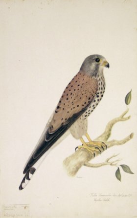 178 Swedish Birds . Falco Tinnunculus, Common Kestrel.Female