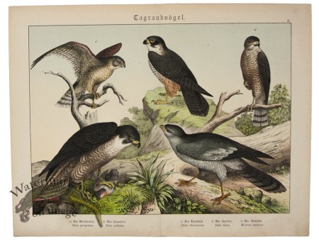 (image for) Hawk Peregrine Falcon