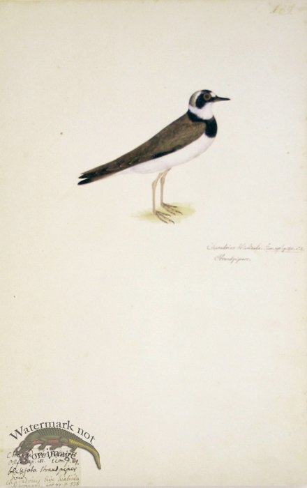 (image for) 189 Swedish Birds . Charadrius Hiaticula, Ringed Plover