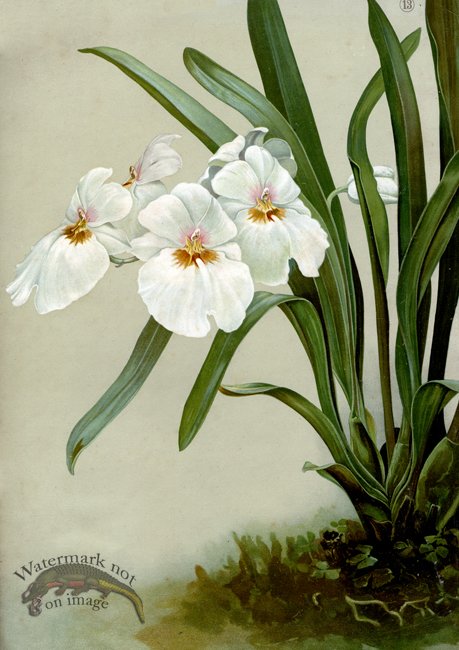 (image for) orchid 15