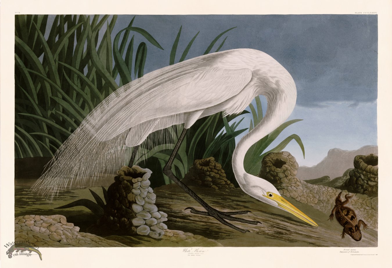 (image for) 386 White Heron