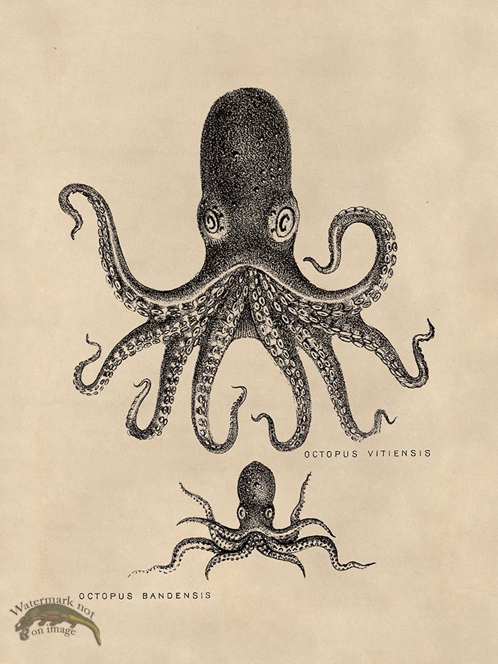 (image for) Octopus Tan 13