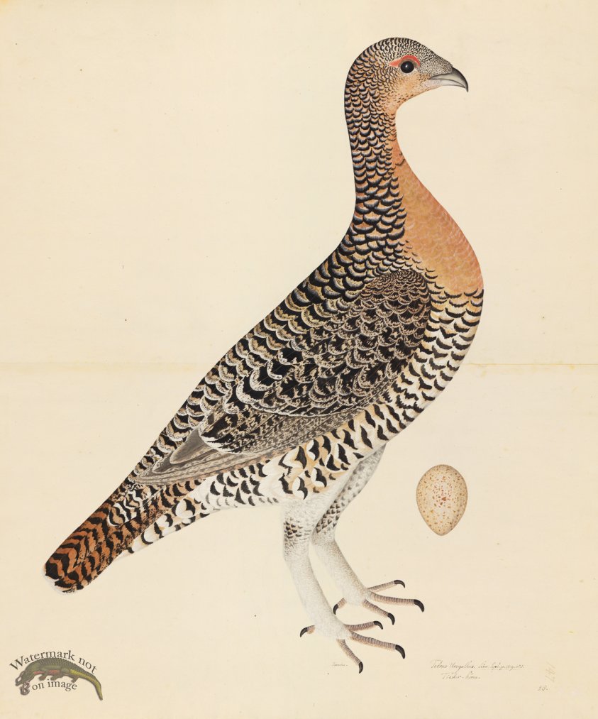 CAPERCAILLIE HEN . PL 28