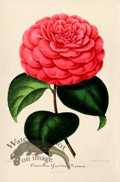 Camellias