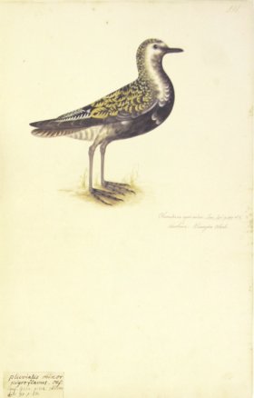 191 Swedish Birds . Charadrius Apricarius.European Golden Plover