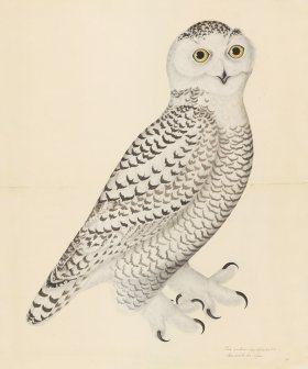 SNOWY OWL, JUVENILE, MALE . PL 30