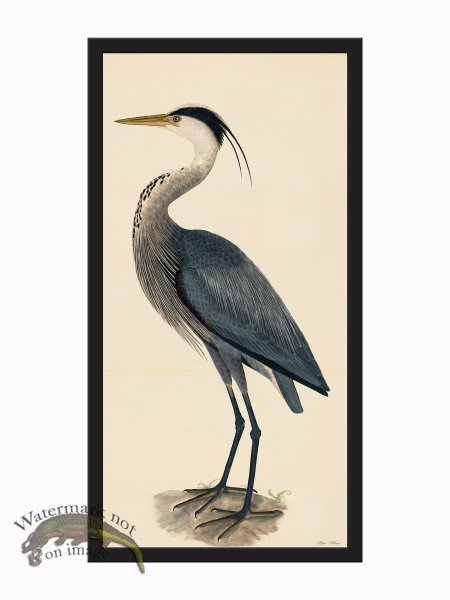 (image for) Rudbeck CFA_BF 36 Blue Heron