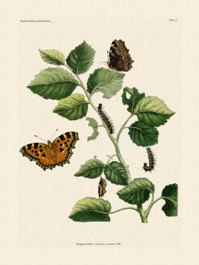 (image for) Wilkes Butterflies 007