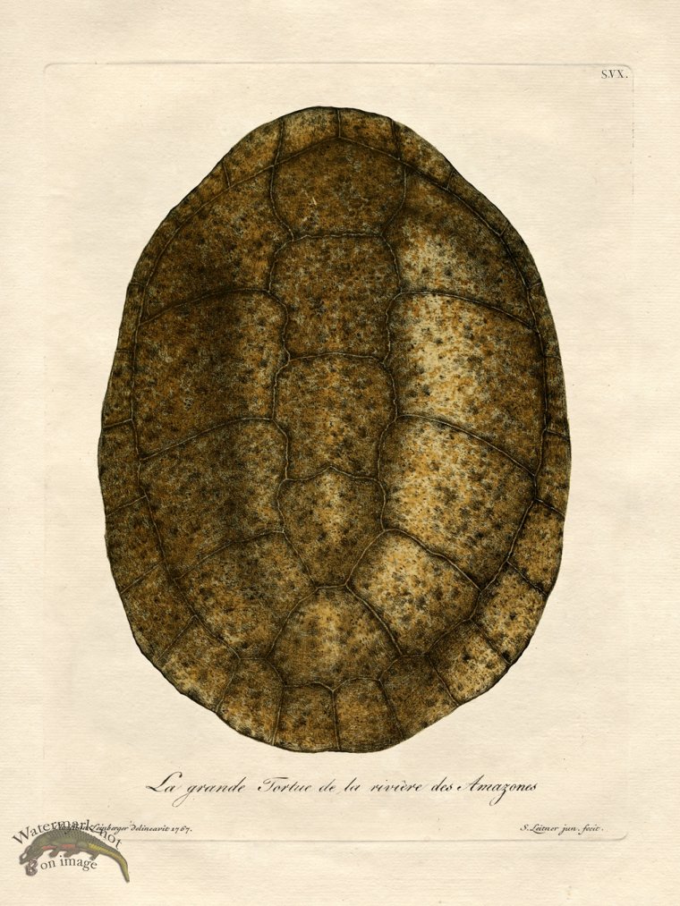 (image for) Trew Turtle Shell 15