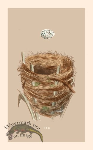 (image for) Morris Nest 19