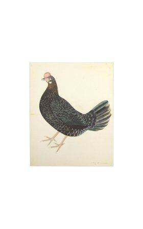 SWEDISH ORIGINAL FARMHEN . PL 29