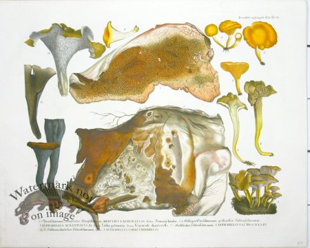 (image for) Mushroom Atlas 23