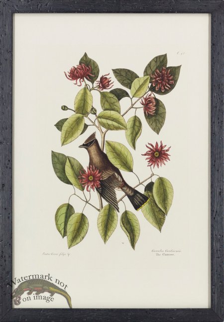 (image for) Catesby Bird BF 10