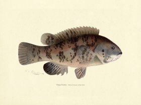 (image for) Tautog