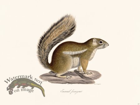 (image for) Cuvier 267 Fosseyeur Squirrel