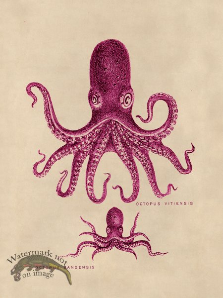 (image for) Octopus Pink 13