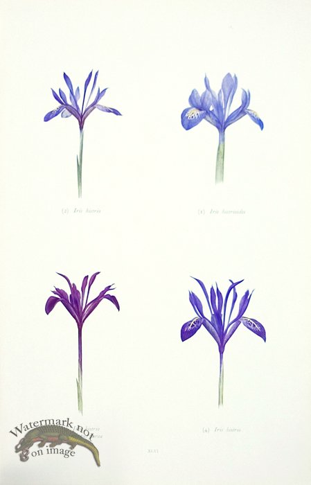 (image for) Dykes Iris 13