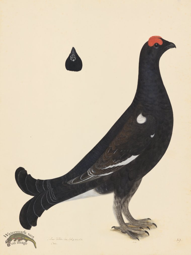 (image for) BLACK GROUSE COCK . PL 19