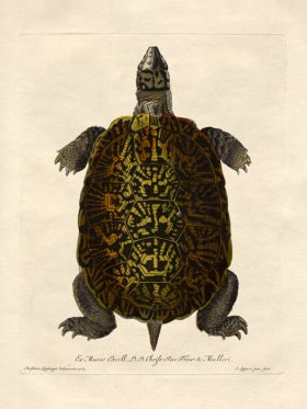 Turtle 4