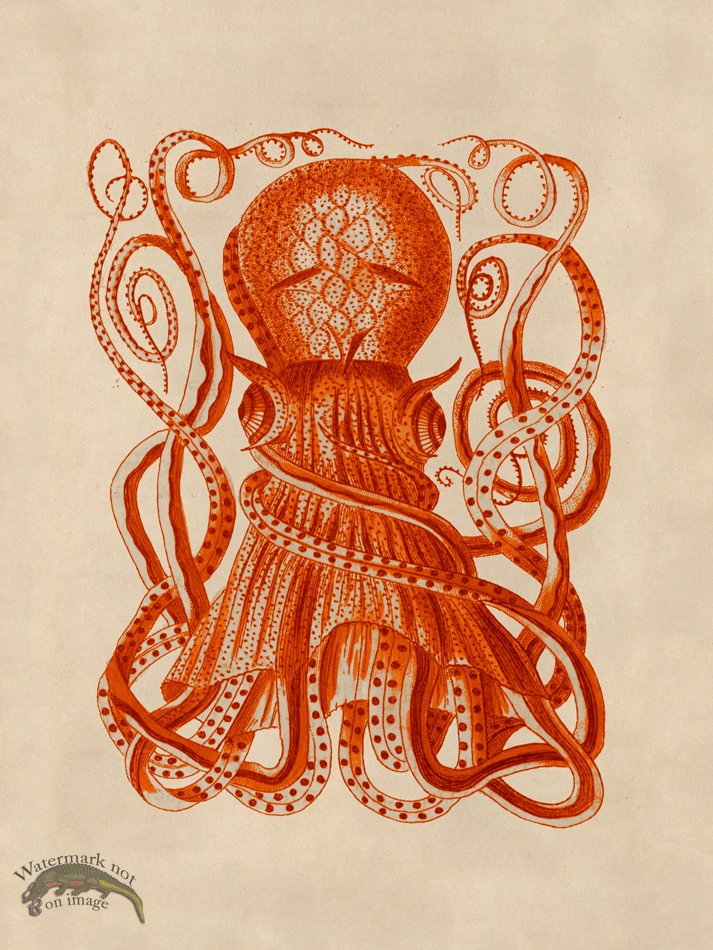 (image for) Octopus Orange 28