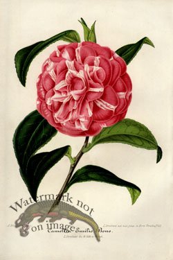 (image for) Camellias