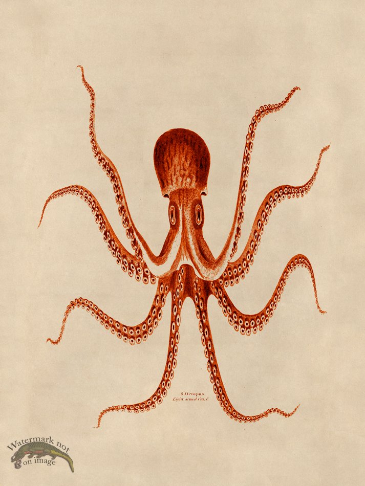 (image for) Octopus Orange 24