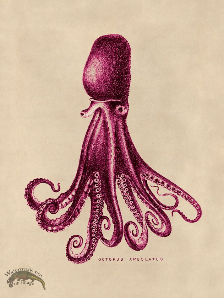 (image for) Octopus Pink 14