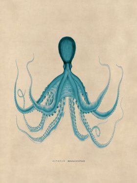 Octopus Teal 19