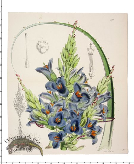 (image for) Curtis Botanical 019