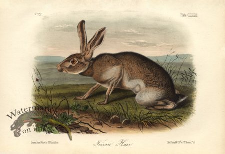 (image for) Texian-Hare-small