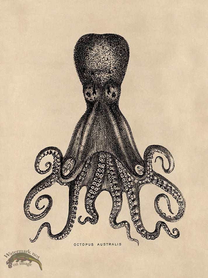 (image for) Octopus Tan 15