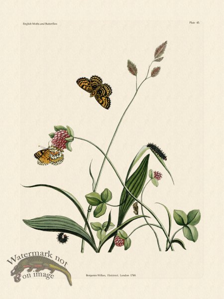 (image for) Wilkes Butterflies 045