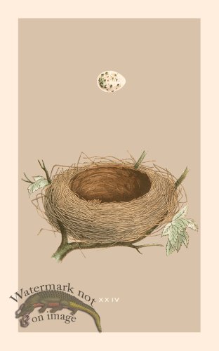 (image for) Morris Nest 24