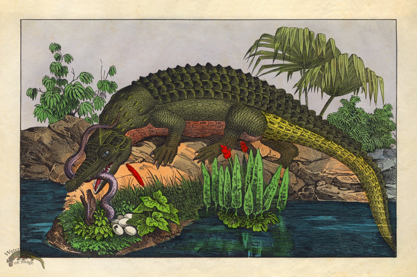 (image for) Schubert Reptiles Gator 1854