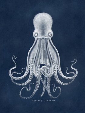 Octopus Blue 07