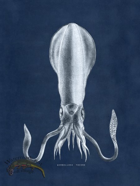 (image for) Octopus Blue 27