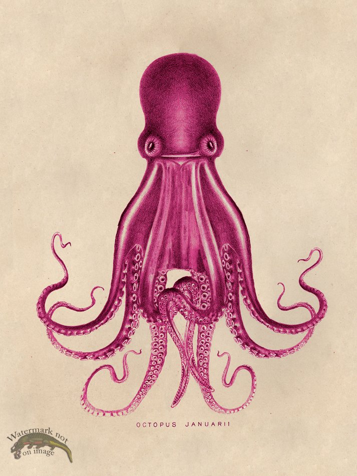 (image for) Octopus Pink 07