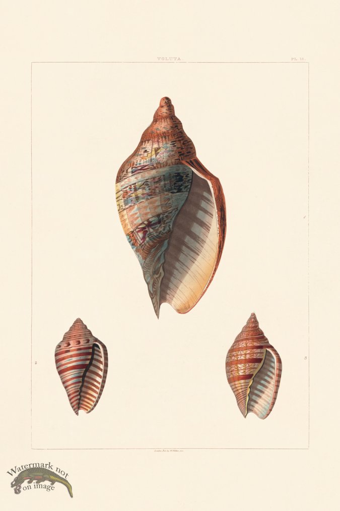 (image for) Perry Shell 18