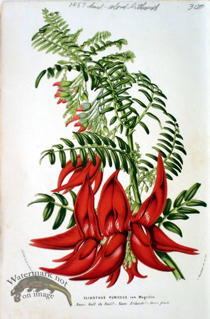 (image for) Botanical