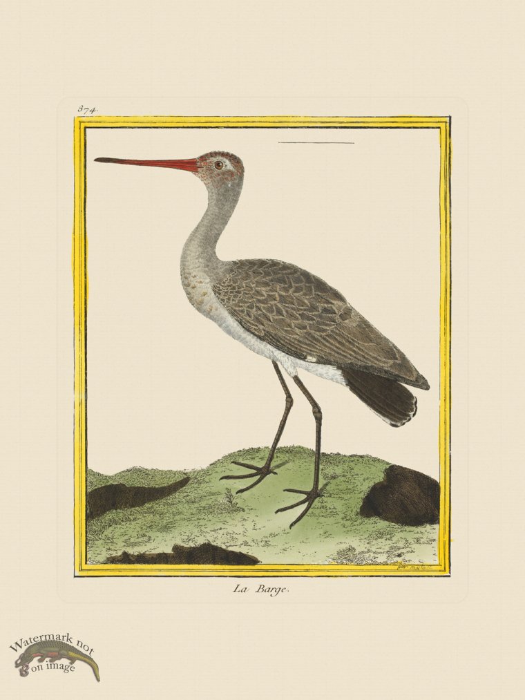 (image for) Martinet Bird 874