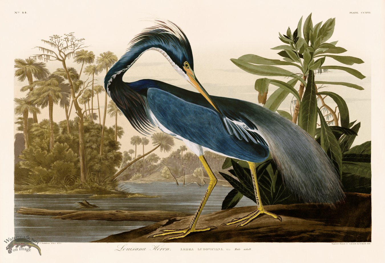 (image for) 217 Louisiana Heron