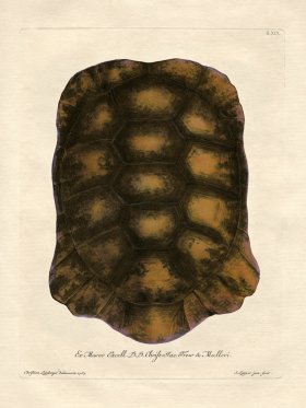 Trew Turtle Shell 19