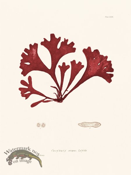 (image for) Bradbury Seaweed 063