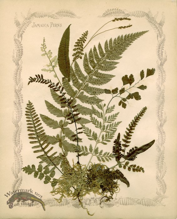 (image for) Jamaican Fern 08